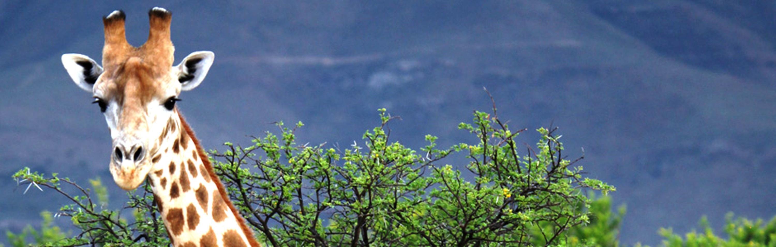 Mount Camdeboo Hotel Graaff Reinet Bagian luar foto