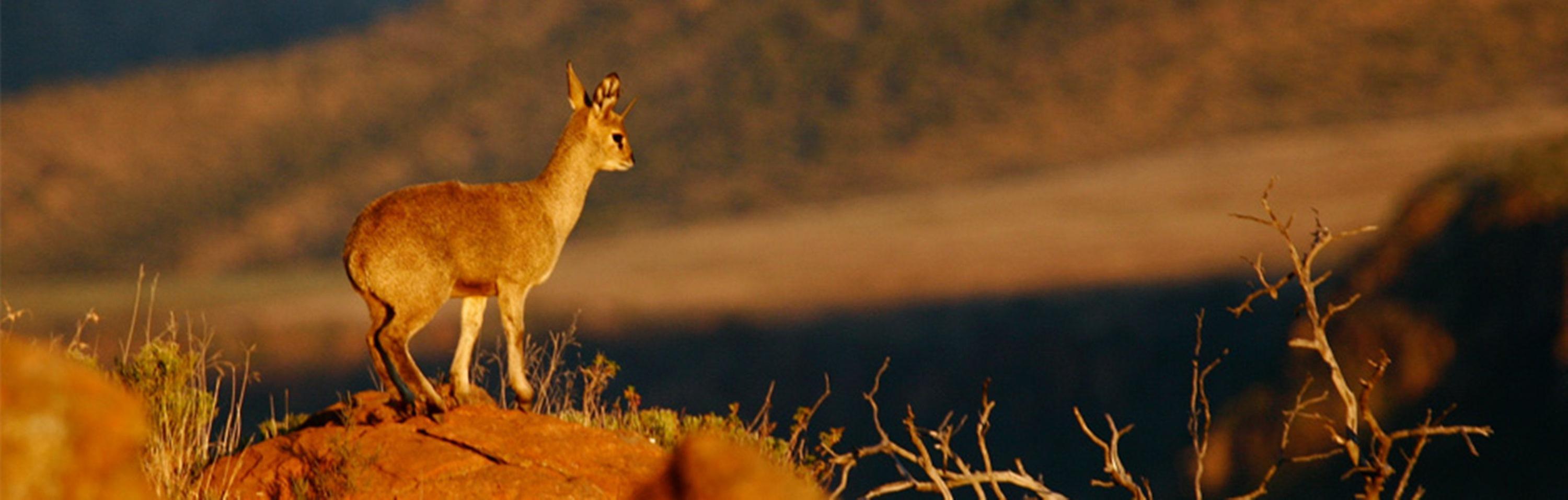 Mount Camdeboo Hotel Graaff Reinet Bagian luar foto